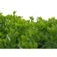 楠葉冬青 楠葉冬青