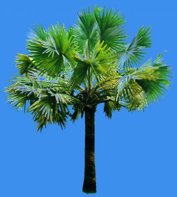 棕櫚類植物