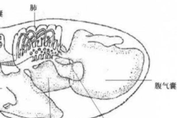 腹氣囊 腹氣囊