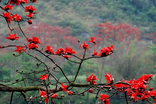 秀山紅 秀山紅