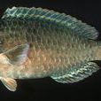 絢鸚嘴魚屬 絢鸚嘴魚屬