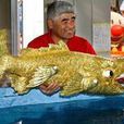 機器金虎魚 機器金虎魚