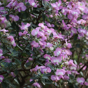 水花槐 水花槐
