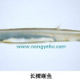 長裸蜥魚 長裸蜥魚