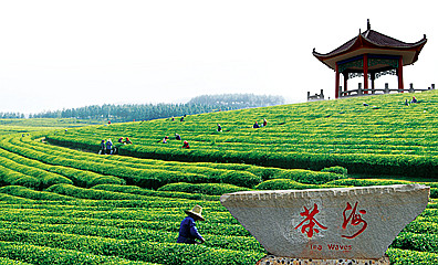 鳳凰溝生態茶業園