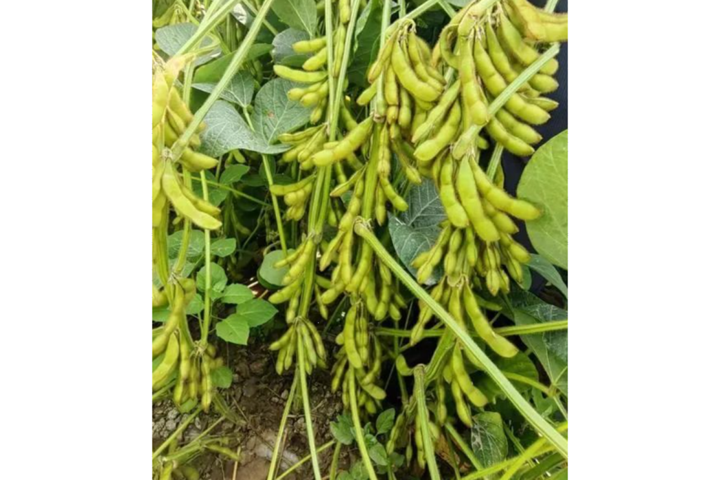 新振豆1號 新振豆1號