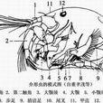 介形亞綱 介形亞綱