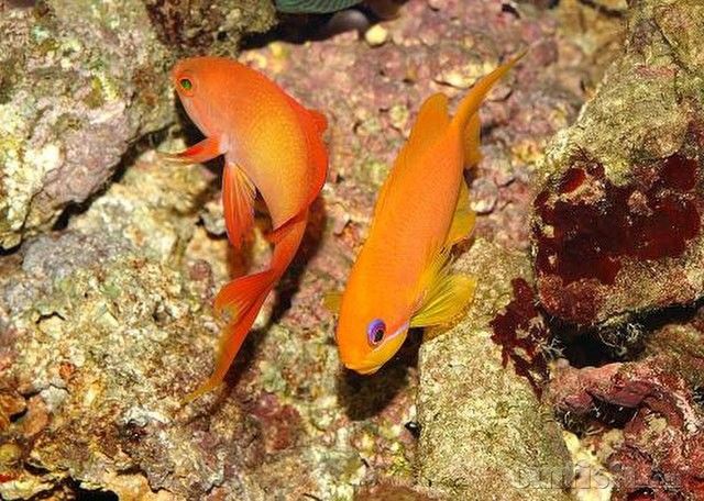 絲鰭擬花鮨 絲鰭擬花鮨
