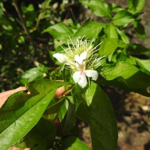 Ruttya ovata