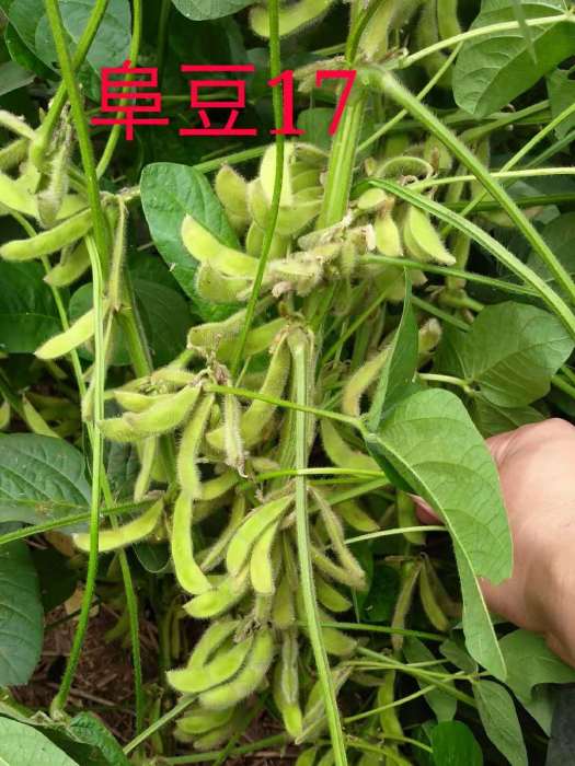 阜豆17 阜豆17