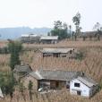 茶元村(雲南省昭通市彝良縣洛旺鄉下轄村) 茶元村(雲南省昭通市彝良縣洛旺鄉下轄村)