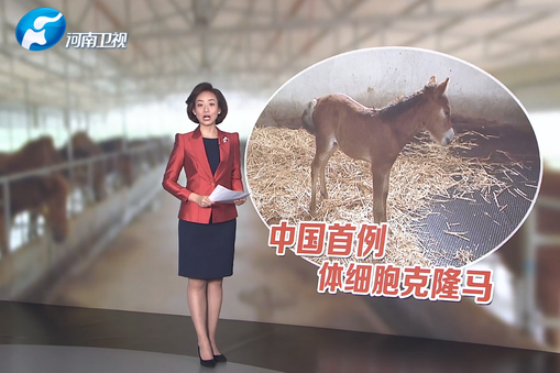 克隆馬 克隆馬