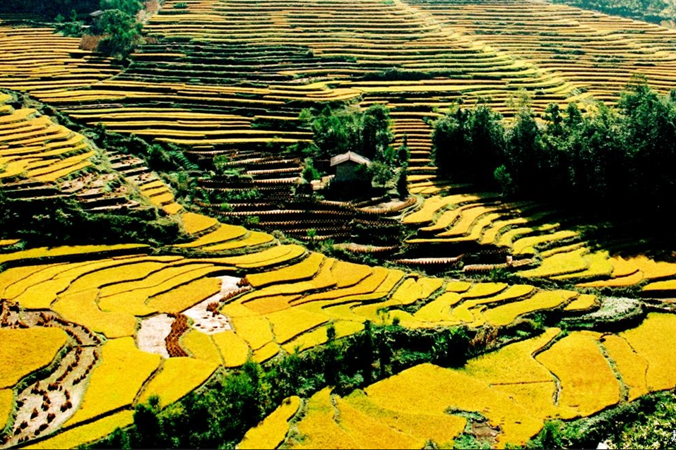南宮稻田 南宮稻田