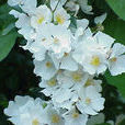 光葉薔薇 光葉薔薇