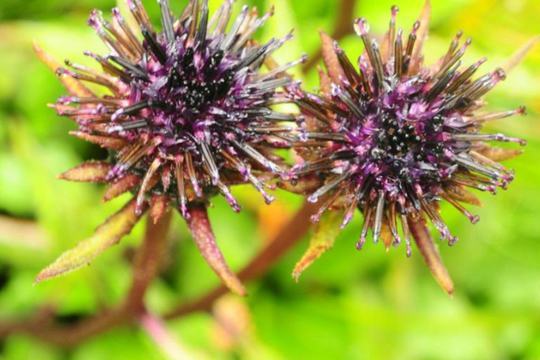 利馬川風毛菊(耳葉風毛菊) 利馬川風毛菊(耳葉風毛菊)