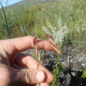 Thamnochortus pellucidus