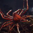 巨螯蟹(日本蜘蛛蟹)