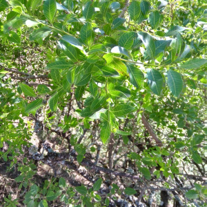 Schinus meyeri