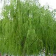 山羊柳 山羊柳