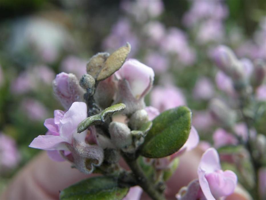 Podalyria orbicularis