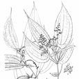 異葉冷水花 異葉冷水花