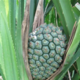 勒古子 勒古子