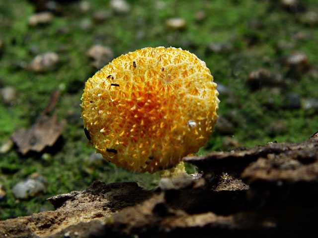 金黃鱗蓋菇