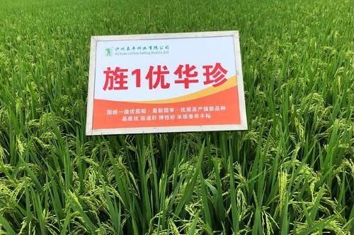 旌1優華珍 旌1優華珍