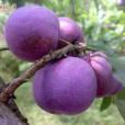 錢排三華李 錢排三華李