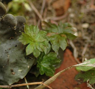 Rhodobryum roseum Limpr. 大葉蘚