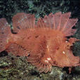 花獅子 花獅子