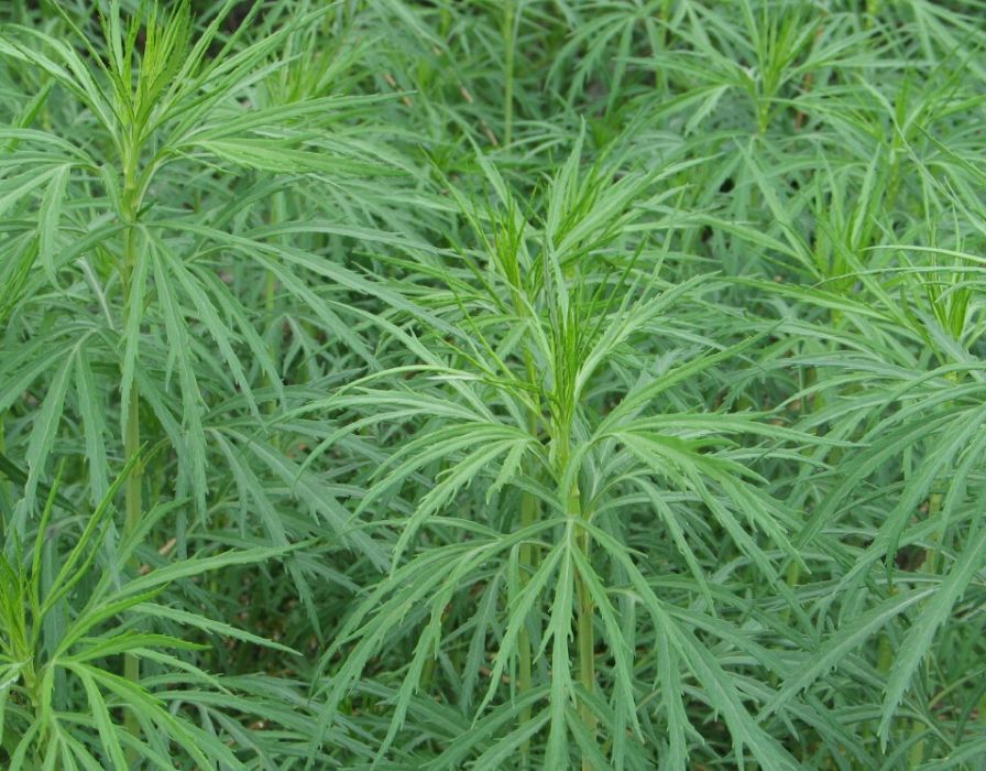 密毛蒙古蒿 密毛蒙古蒿