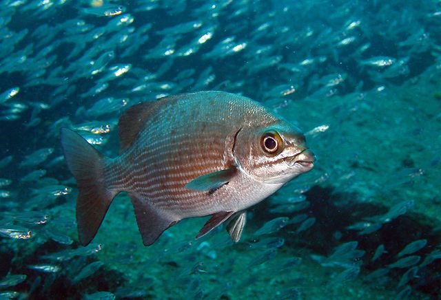 天竺舵魚 天竺舵魚