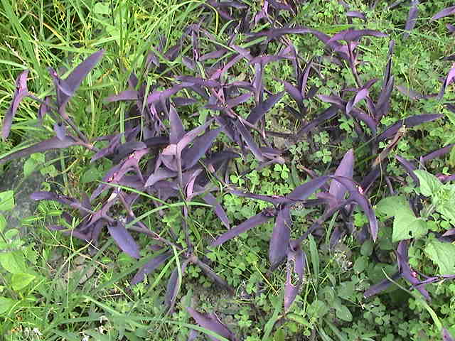 紫背鴨趾草