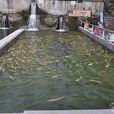 虹鱒魚養殖 虹鱒魚養殖