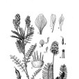 薩拉套棘豆 薩拉套棘豆