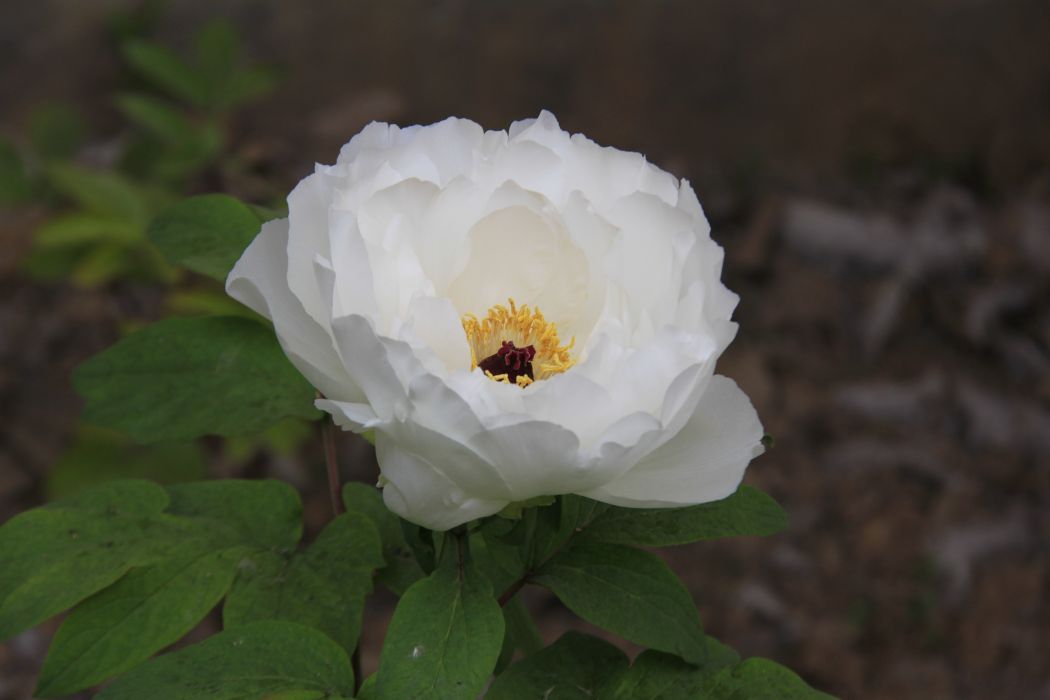 白雁(牡丹花品種) 白雁(牡丹花品種)