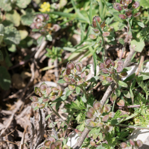 Alyssum foliosum