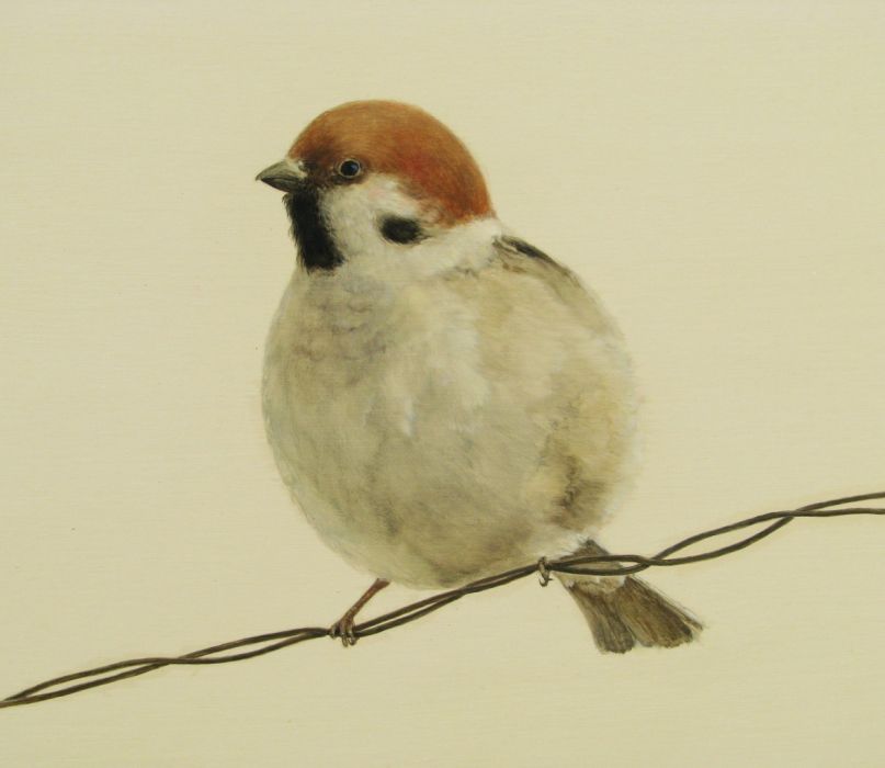 迷鳥(鳥類迷飛) 迷鳥(鳥類迷飛)