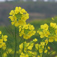 黃芥 黃芥