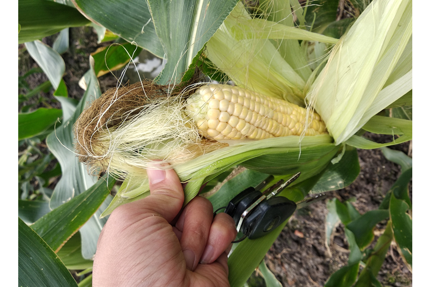 瀘玉甜9號 瀘玉甜9號