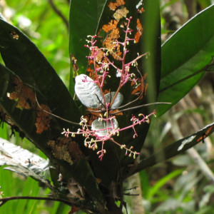 Tapeinosperma ellipticum