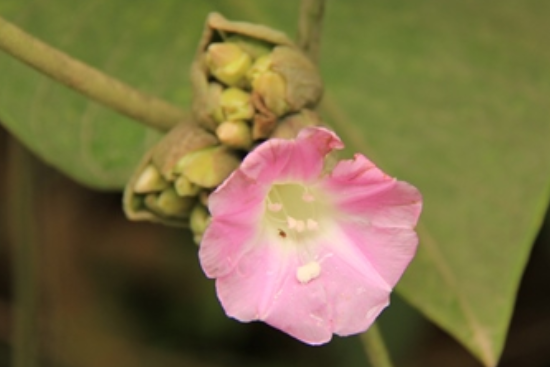 猴子菸袋花 猴子菸袋花