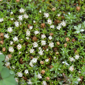 Raoulia tenuicaulis