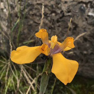 Hesperoxiphion pardalis