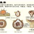 子囊果 子囊果