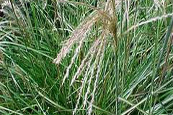 Miscanthus sinensis \x27Graziella\x27