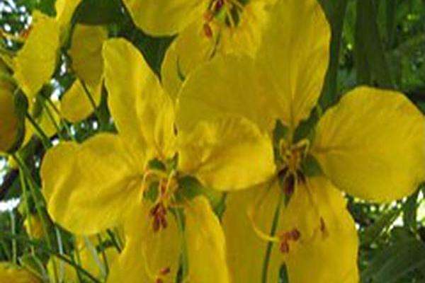 Cassia leptophylla Cassia leptophylla