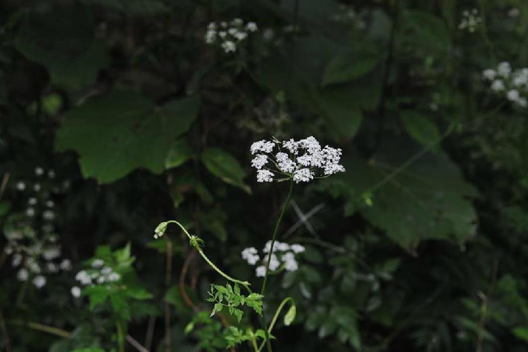 白苞芹 白苞芹
