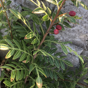 Schinus weinmanniifolia
